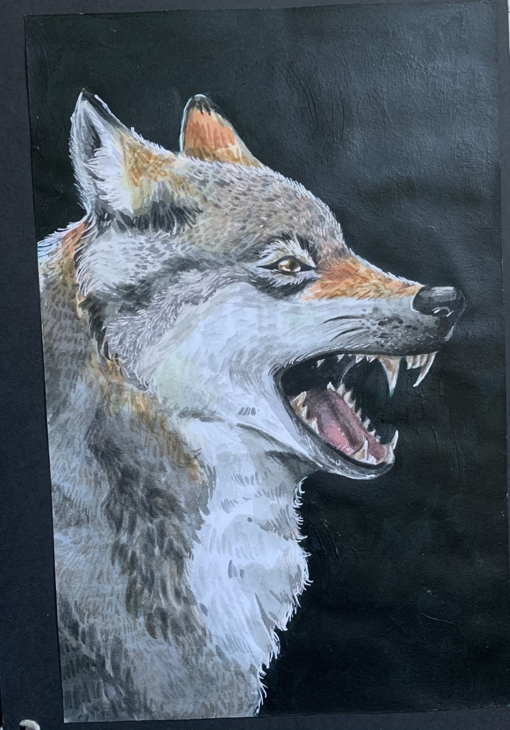 JaredG wolf