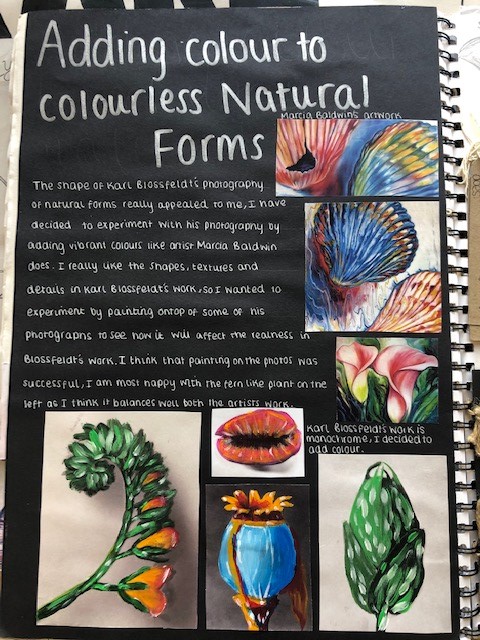 y13 Holly nature 3